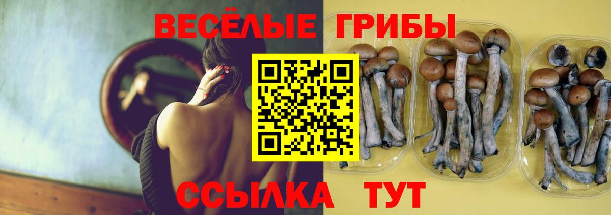 Маркс  хочу   Вход с VPN  Псилоцибиновые грибы Cubensis 